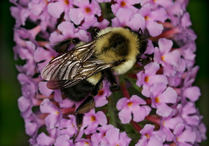 Bombus (Pyrobombus) impatiens Apidae