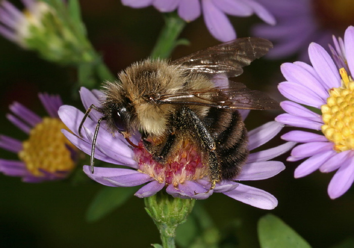 Bombus (Pyrobombus) impatiens Apidae