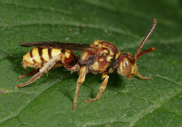 Nomada imbricata Apidae