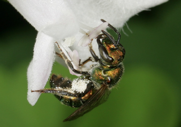 Augochlora pura Halictidae