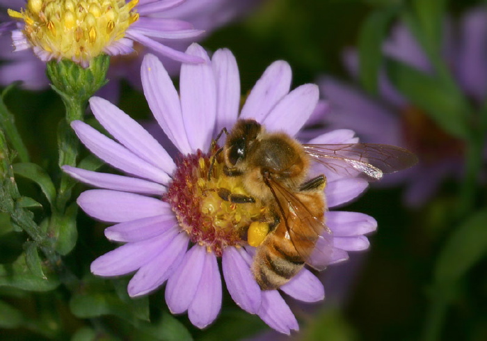 Apis mellifera Apidae