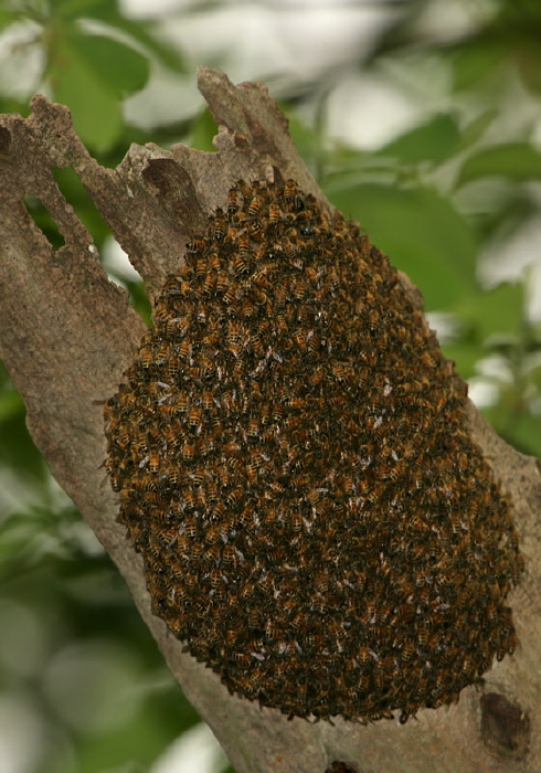 Apis mellifera Apidae