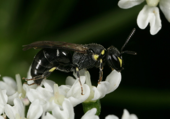 Hylaeus (Prosopis) sp. Colletidae