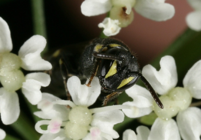 Hylaeus (Prosopis) sp. Colletidae