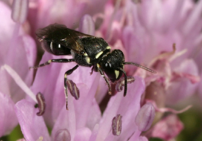 Hylaeus (Hylaeus) leptocephalus Colletidae