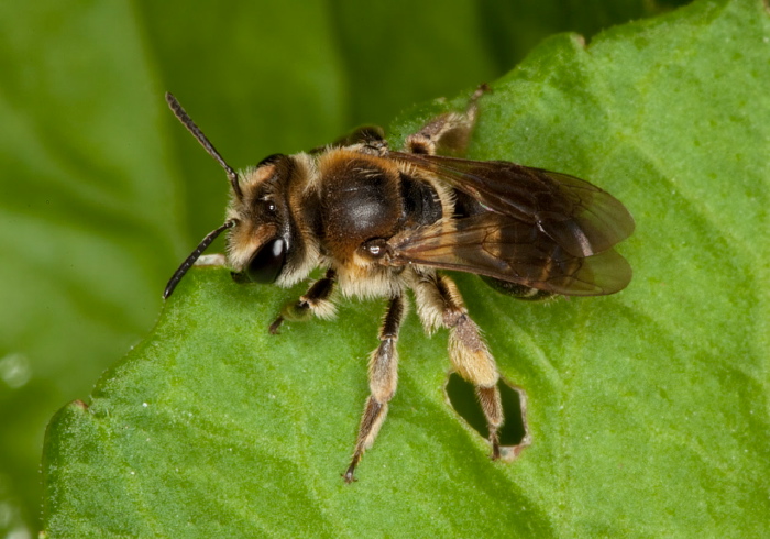 Andrena (Taeniandrena) wilkella Andrenidae