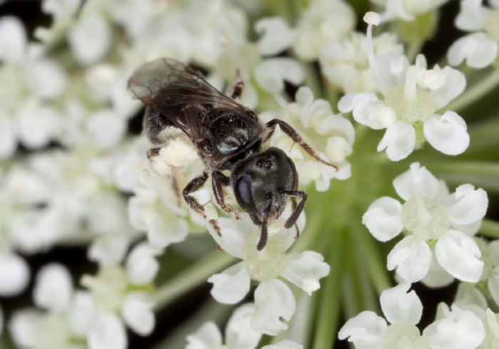 Lasioglossum (Dialictus) imitatum Halictidae