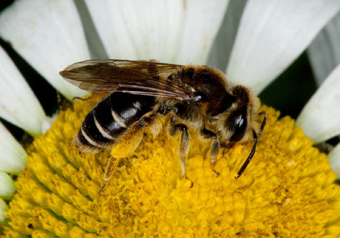 Andrena (Taeniandrena) wilkella Andrenidae