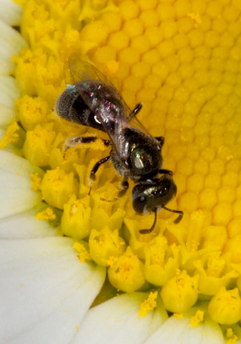 Lasioglossum (Dialictus) imitatum Halictidae