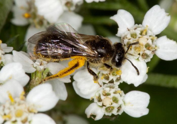 Lasioglossum (Evylaeus sensu lato) sp. Halictidae