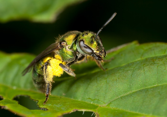 Augochlora pura Halictidae