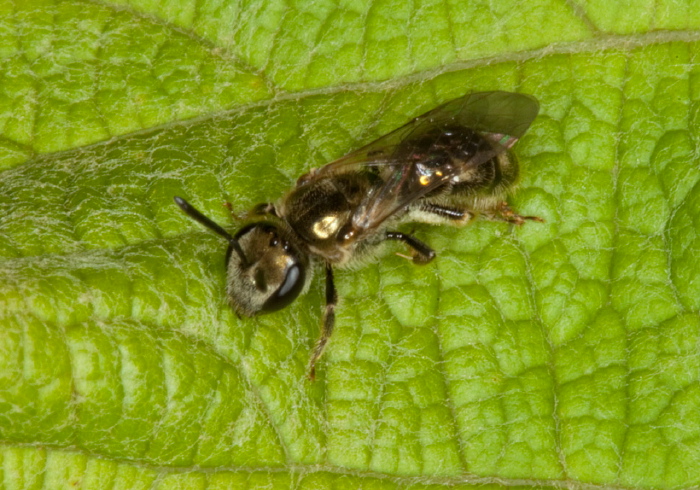 Lasioglossum (Dialictus) sp. Halictidae