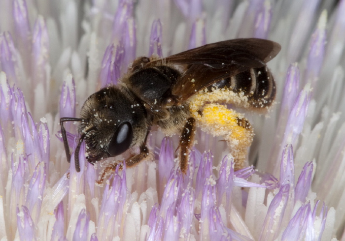 Halictus (Odontalictus) poeyi Halictidae