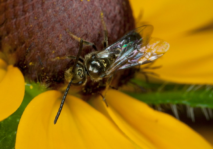 Lasioglossum (Dialictus) sp. Halictidae