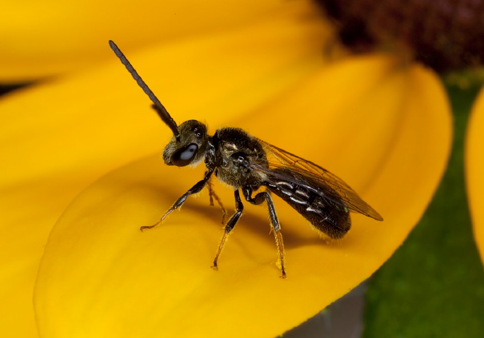 Lasioglossum (Dialictus) sp. Halictidae