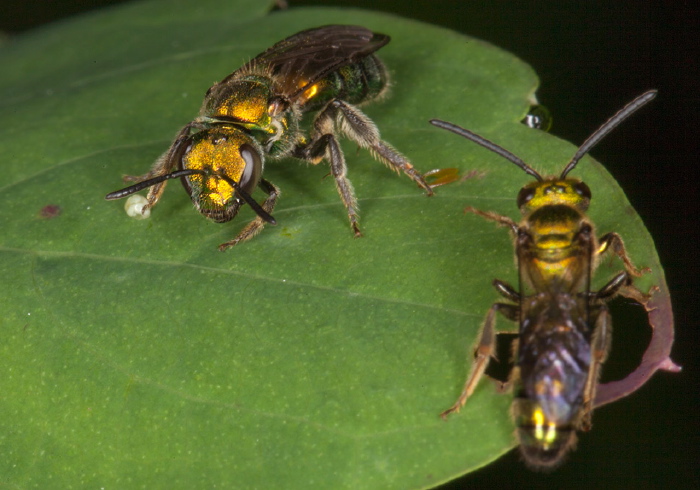 Augochlora pura Halictidae