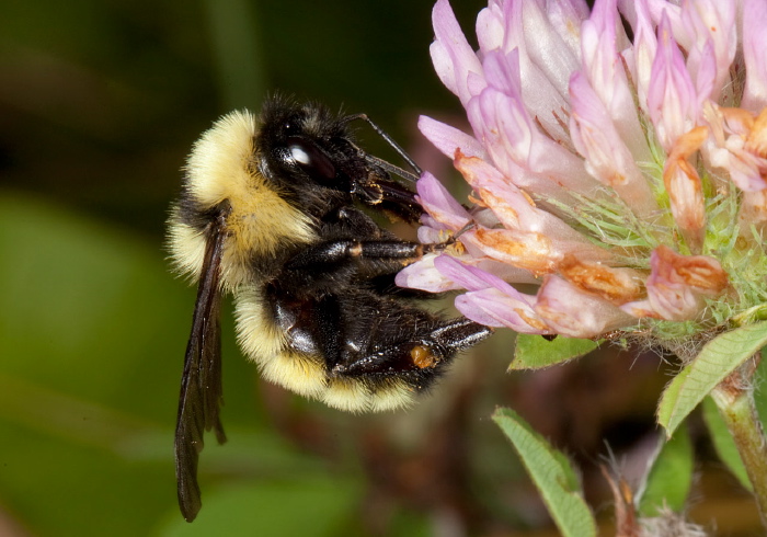 Bombus (Thoracobombus) fervidus Apidae