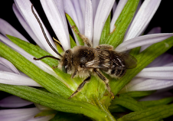 Melissodes (Eumelissodes) druriella? Apidae