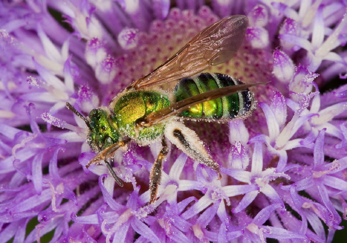 Agapostemon (Agapostemon) splendens Halictidae