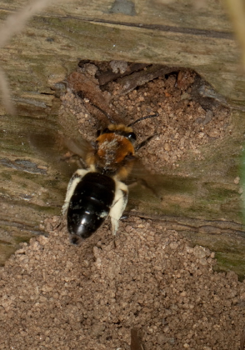 Colletes thoracicus Colletidae