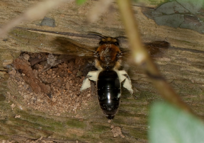 Colletes thoracicus Colletidae