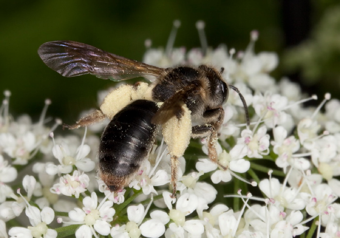 Andrena (Plastandrena) crataegi Andrenidae