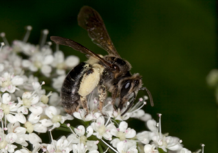 Andrena (Plastandrena) crataegi Andrenidae