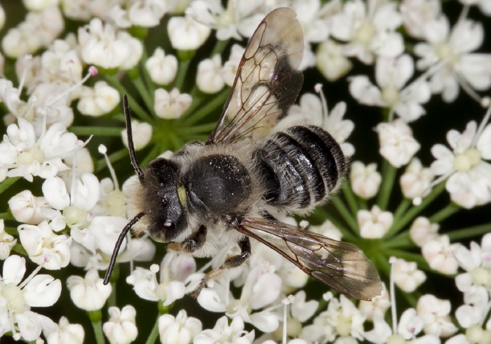 Megachile (Litomegachile) mendica Megachilidae