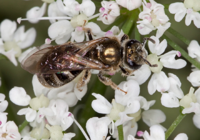 Lasioglossum (Dialictus) sp. Halictidae