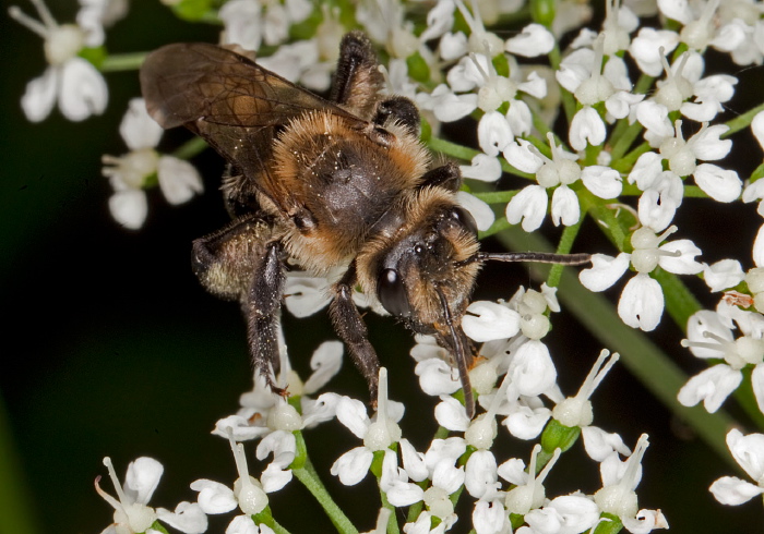 Andrena (Melandrena) vicina Andrenidae