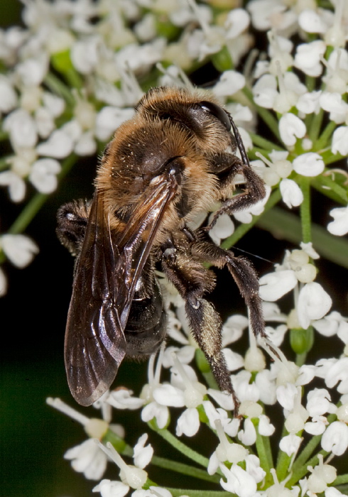 Andrena (Melandrena) vicina Andrenidae