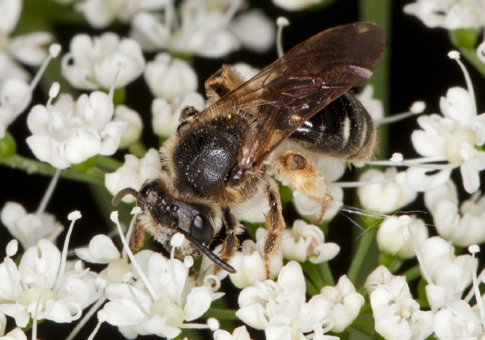 Andrena sp. Andrenidae