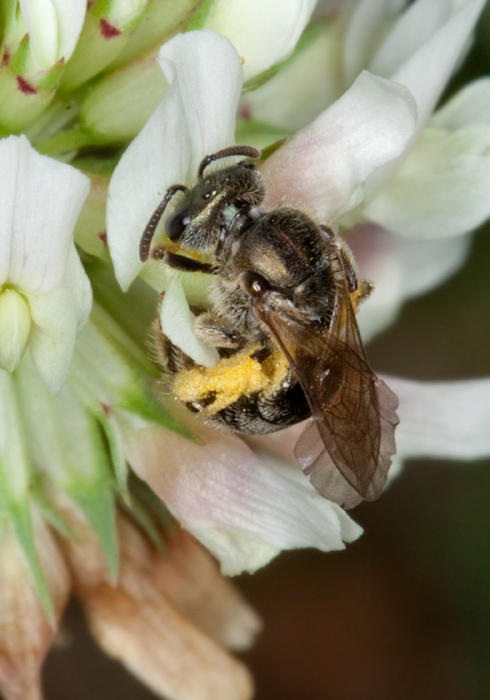 Lasioglossum (Dialictus) sp.? Halictidae