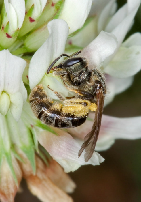 Lasioglossum (Dialictus) sp.? Halictidae