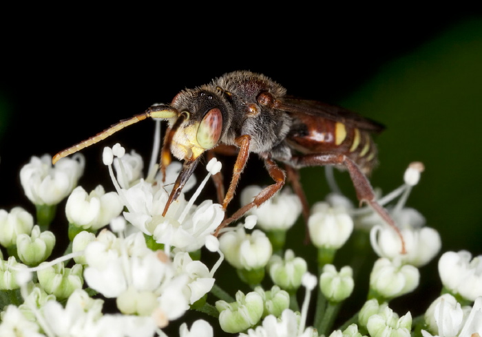 Nomada articulata Apidae