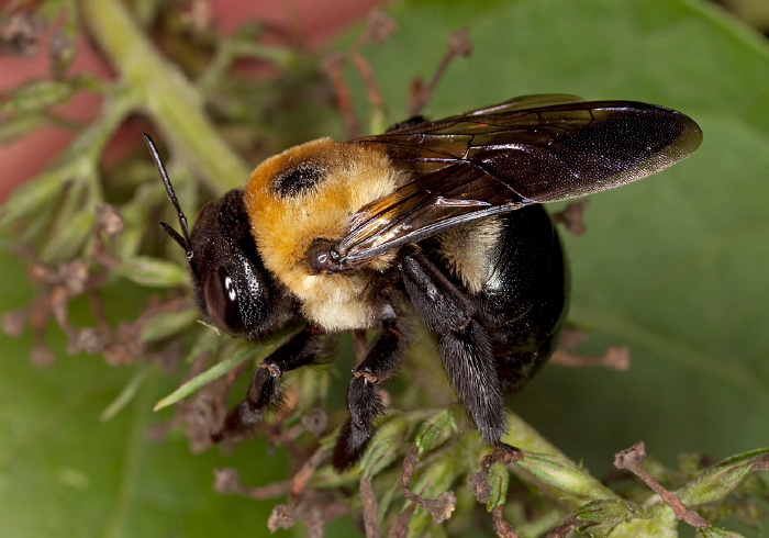 Xylocopa virginica Apidae