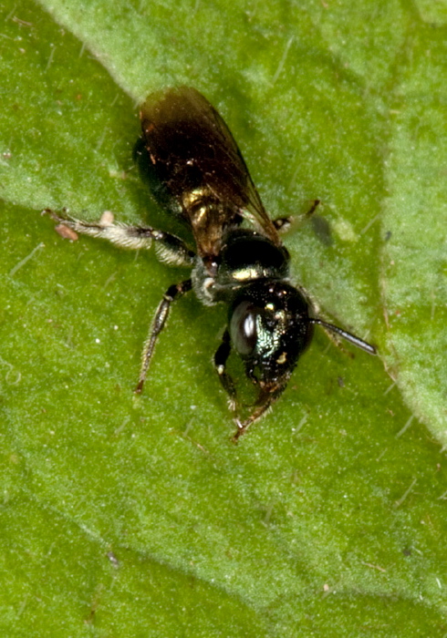 Ceratina (Zadontomerus) calcarata Apidae