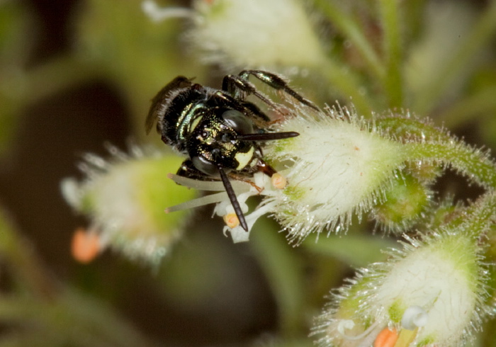 Ceratina (Zadontomerus) calcarata Apidae