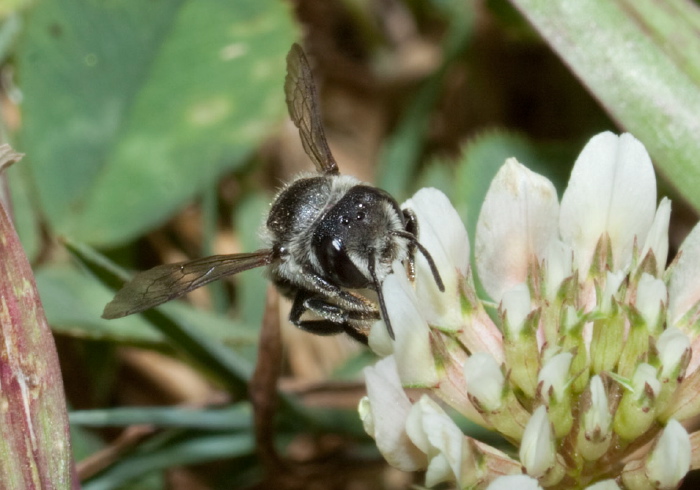 Megachile (Eutricharaea) sp. Megachilidae