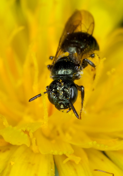 Ceratina (Zadontomerus) sp. Apidae