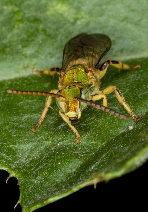 Agapostemon (Agapostemon) virescens? Halictidae