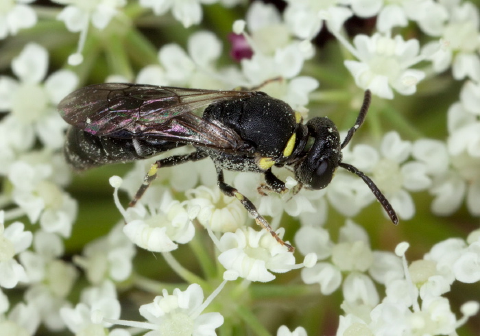 Hylaeus (Prosopis) sp. Colletidae