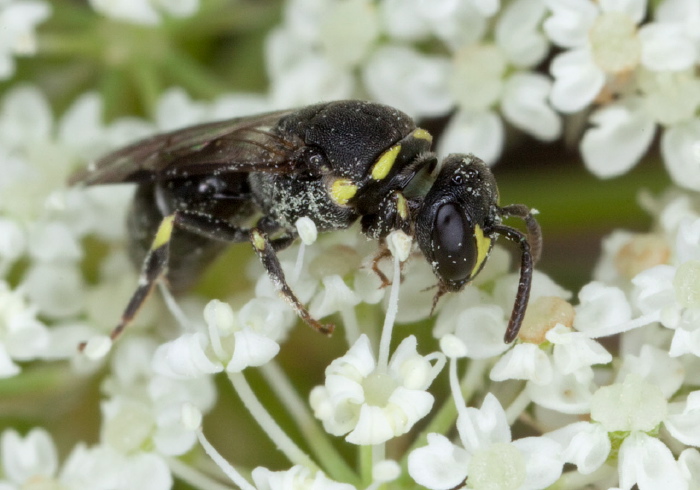 Hylaeus (Prosopis) sp. Colletidae