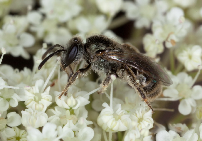 Lasioglossum (Dialictus) sp. Halictidae