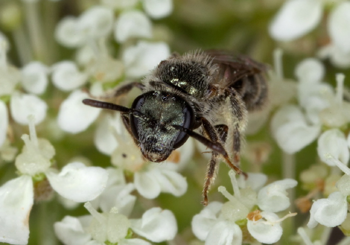 Lasioglossum (Dialictus) sp. Halictidae