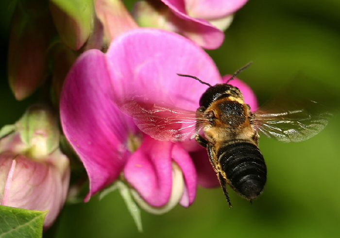 Megachile (Callomegachile) sculpturalis Megachilidae