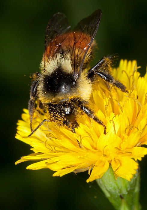 Bombus (Pyrobombus) ternarius Apidae
