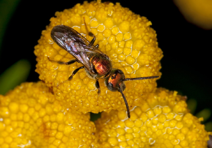 Augochlora pura Halictidae
