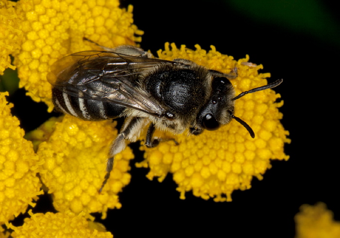 Colletes simulans armatus Colletidae