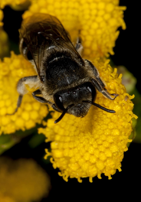 Colletes simulans armatus Colletidae